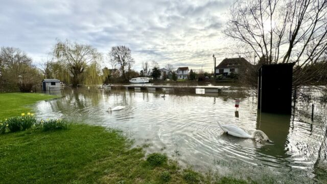 Cygnes crue seine Paris